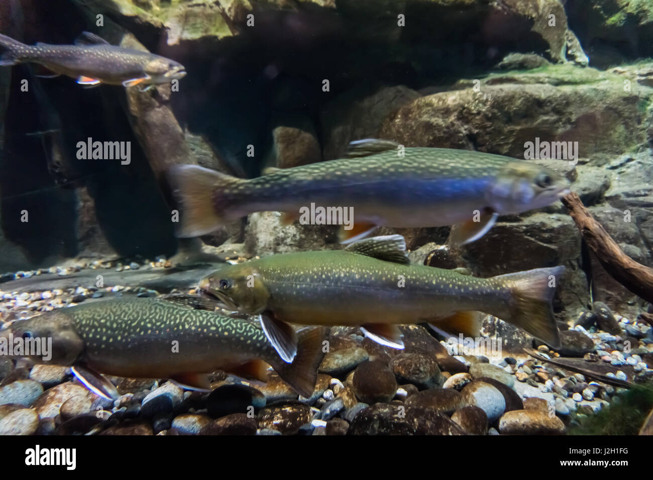 Underwater image of sea trout. Brook trout Stock Photo