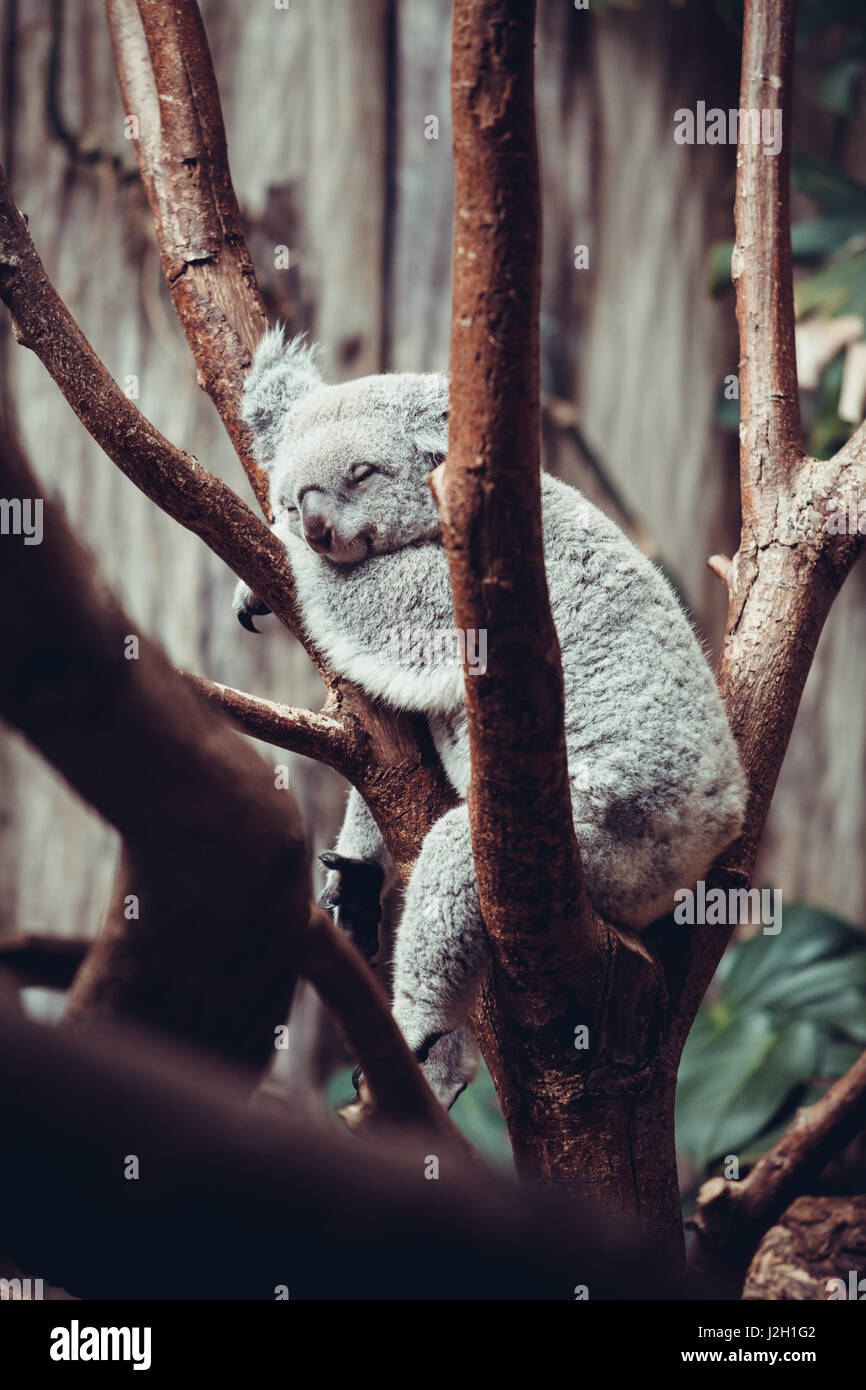 Australian Koala Bear Sleep On A Tree Trunk Koala Relaxing On