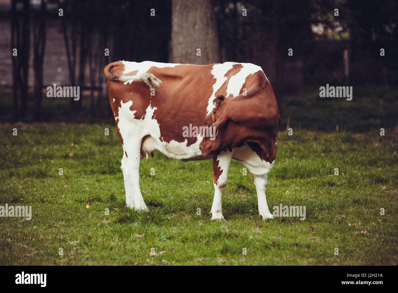 Cows on meadow with green grass. Grazing calves Stock Photo - Alamy