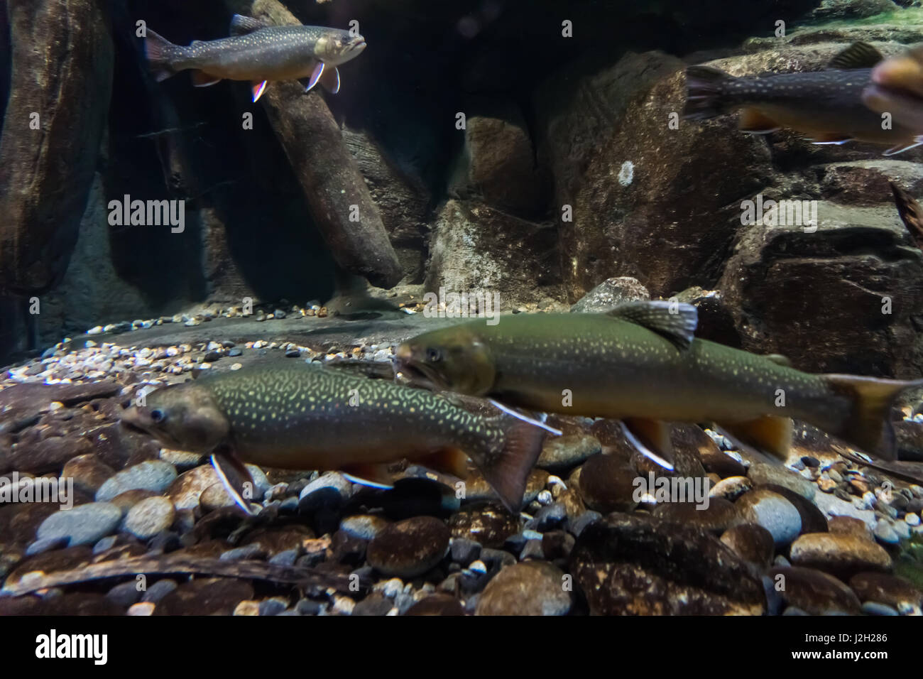 Underwater image of sea trout. Brook trout Stock Photo