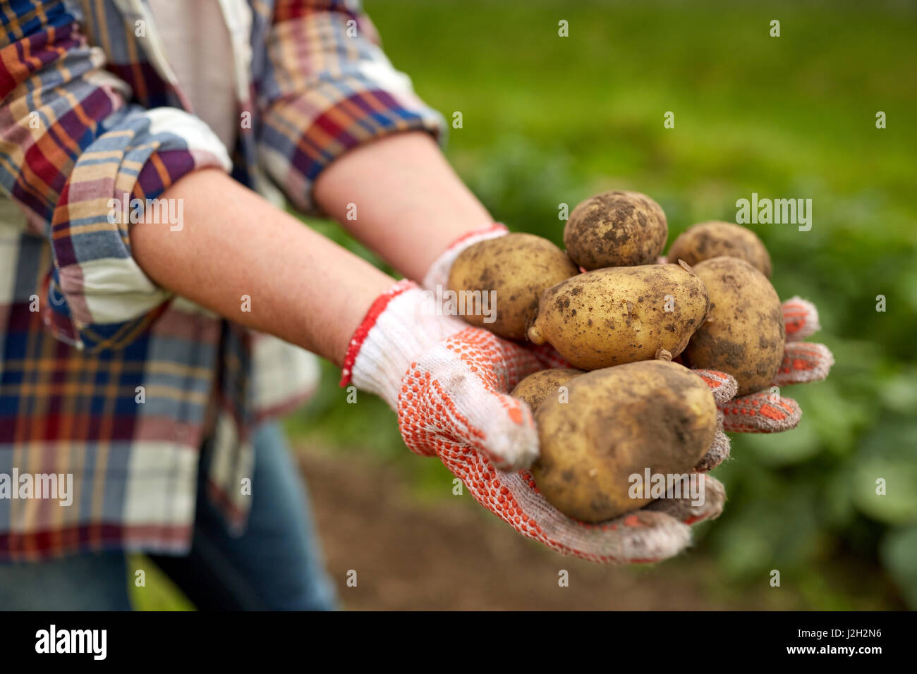 farmer hands holding potatoes at farm Stock Photo - Alamy