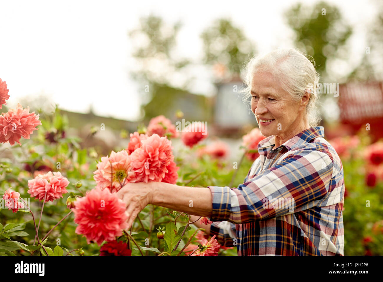 senior woman with dahlia flowers at summer garden Stock Photo - Alamy