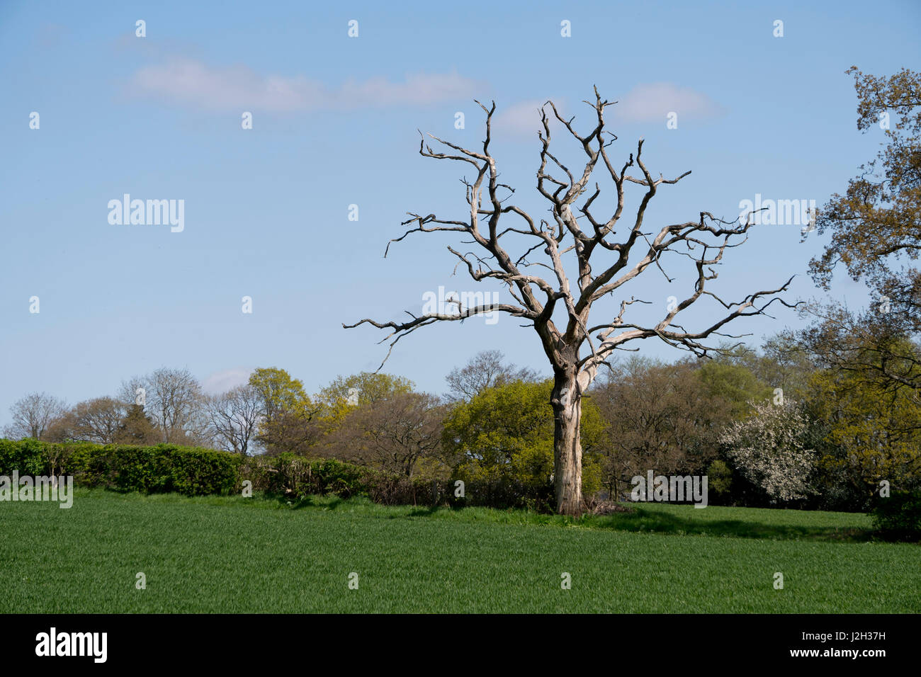 Dead tree skeleton in a green field in spring hires stock photography and images Alamy