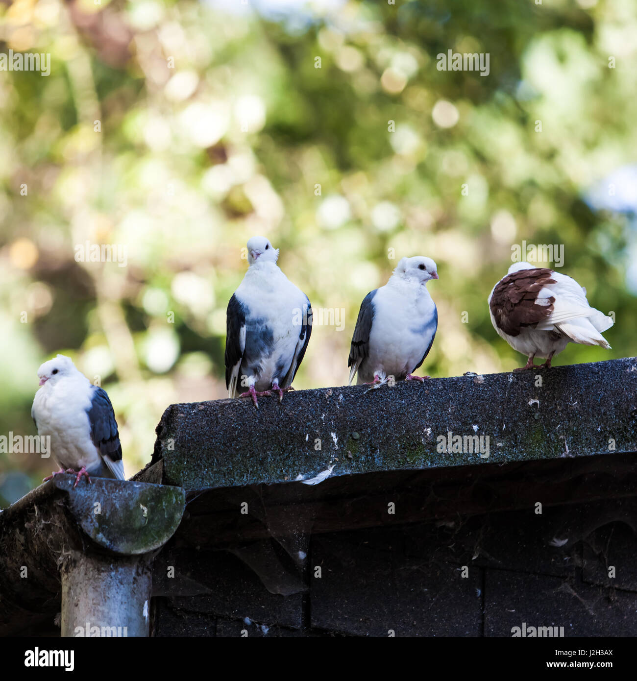 pigeon latin pipio -onis - LAROUSSE