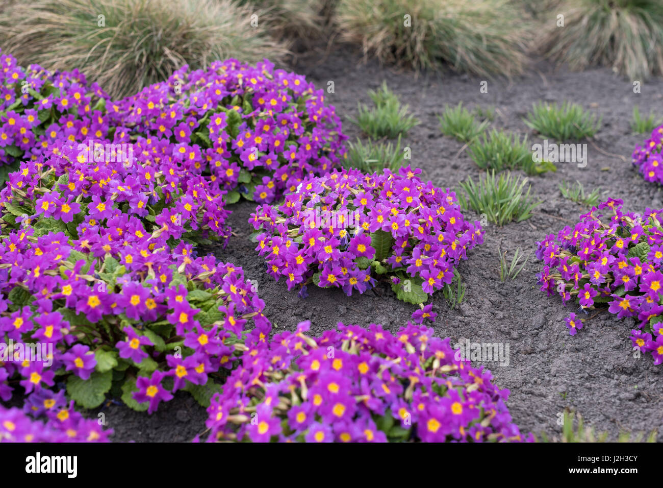 Beautiful blooming spring flowers in the park Stock Photo - Alamy