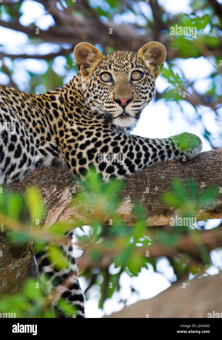 Leopard is lying on a tree. National Park. Kenya. Tanzania. Maasai Mara. Serengeti. Stock Photo