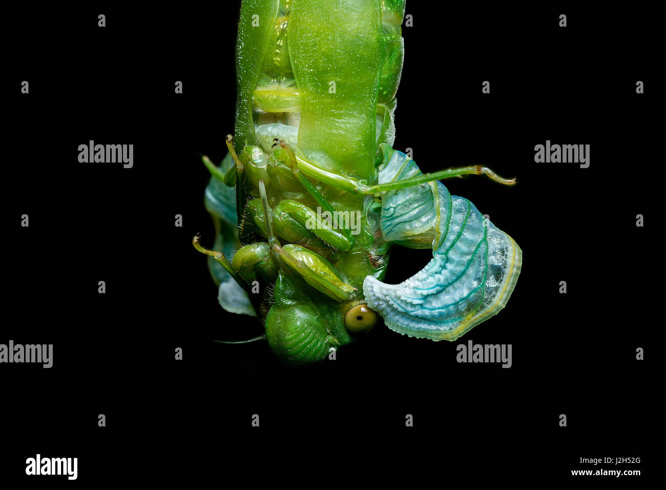 Jade Green Cicada (Dundubia vaginata). Close-up of freshly emerged imago articulating rear leg. Its wings are still compressed into larval wing buds. Stock Photo