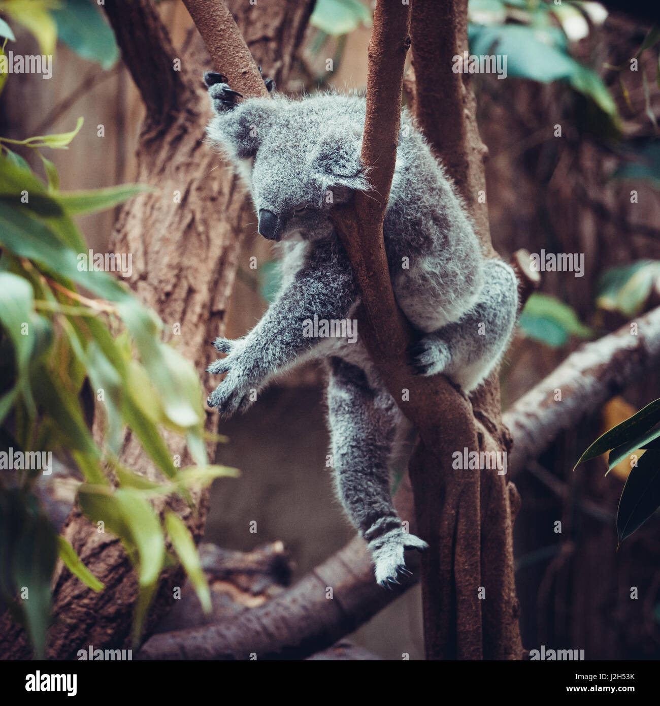 Australian Koala Bear sleep on a tree trunk. Koala relaxing on Australian Eucalyptus tree Stock Photo