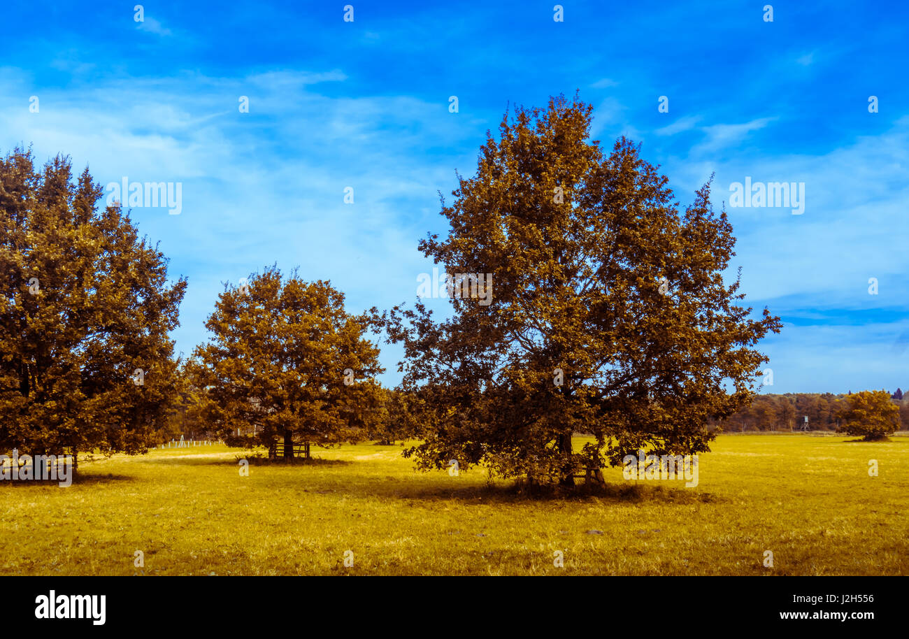 autumn . oak tree Stock Photo - Alamy