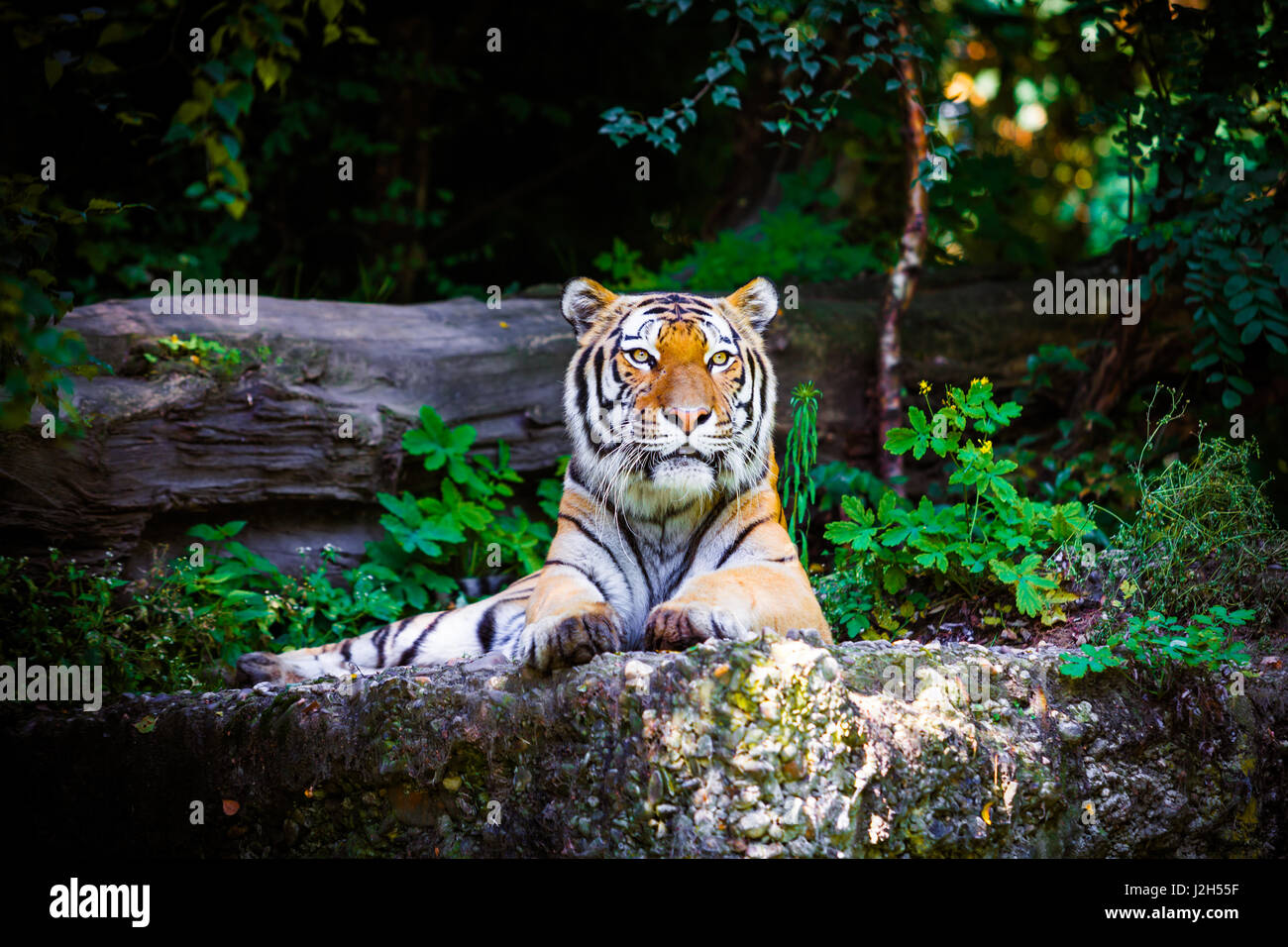 Tiger. Beautiful Tiger Portrait Stock Photo - Alamy