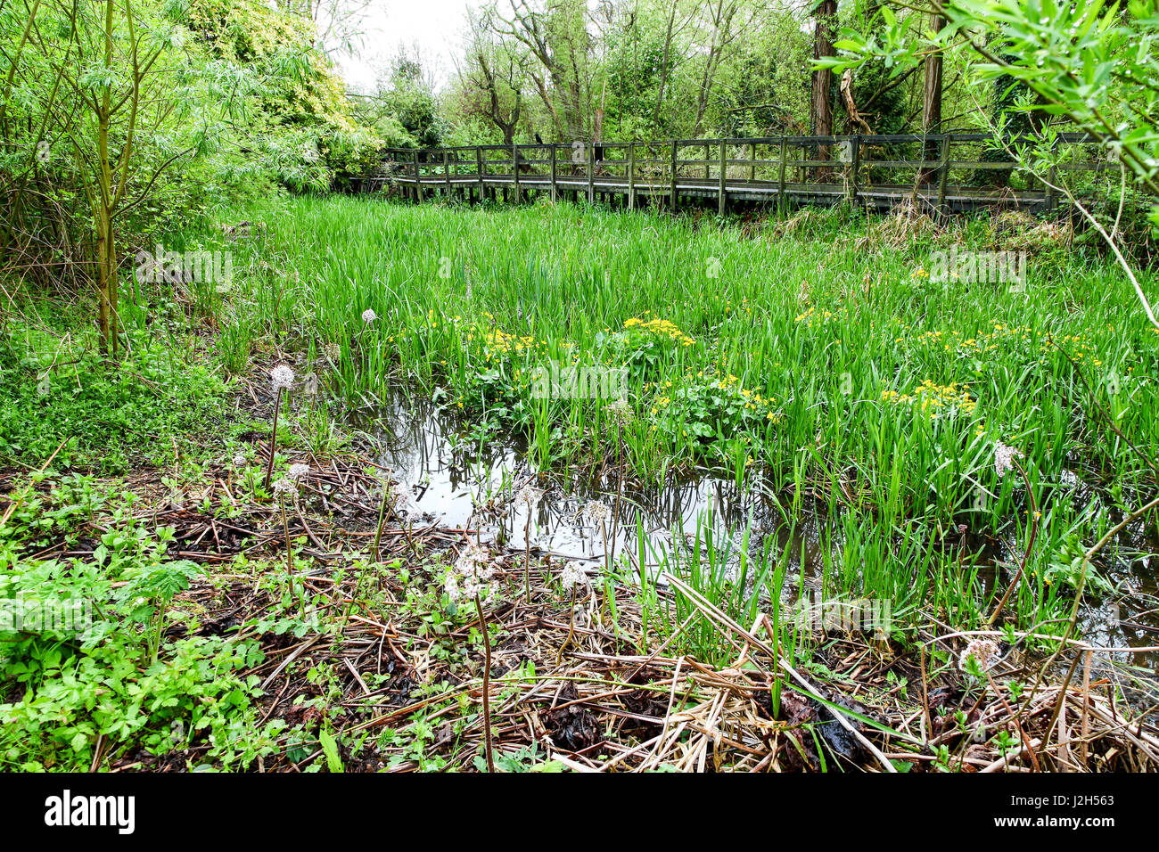 The elevated boardwalk at the Wolseley Centre, Staffordshire Wildlife