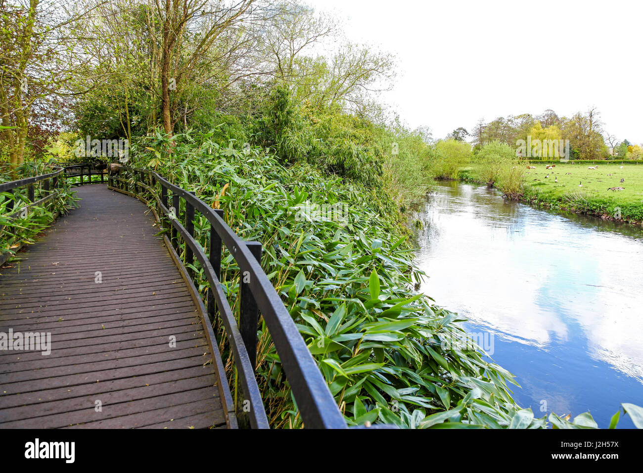 The elevated boardwalk next to the River Trent at the Wolseley Centre