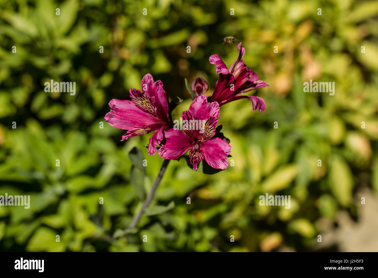 Magenta Flower with a Green Background Stock Photo Alamy