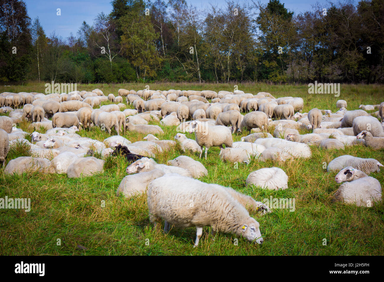 sheep on the meadow. Sheep graze in the meadow. Herd of sheep Stock ...