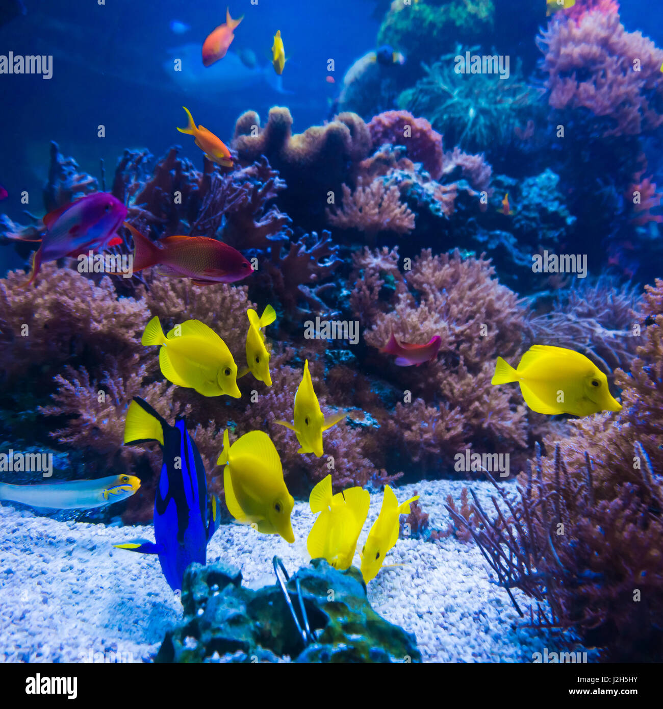 tropical fishes meet in blue coral reef sea water aquarium. Underwater ...