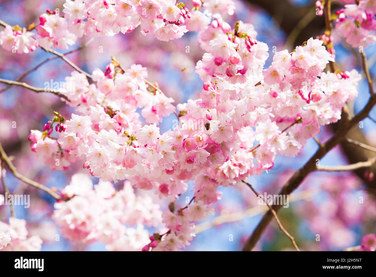 Thailand pink sakura flowers hi-res stock photography and images - Alamy