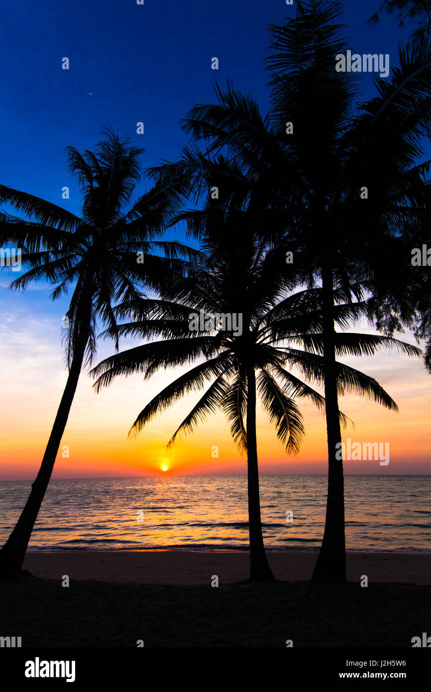 sunset on the beach. Palm trees silhouette on sunset tropical beach ...