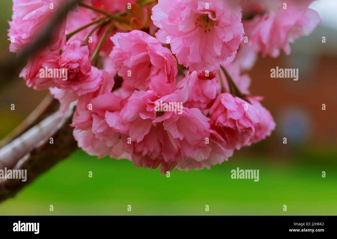 Sakura. Cherry blossoms japan. Pink spring blossom background Stock ...