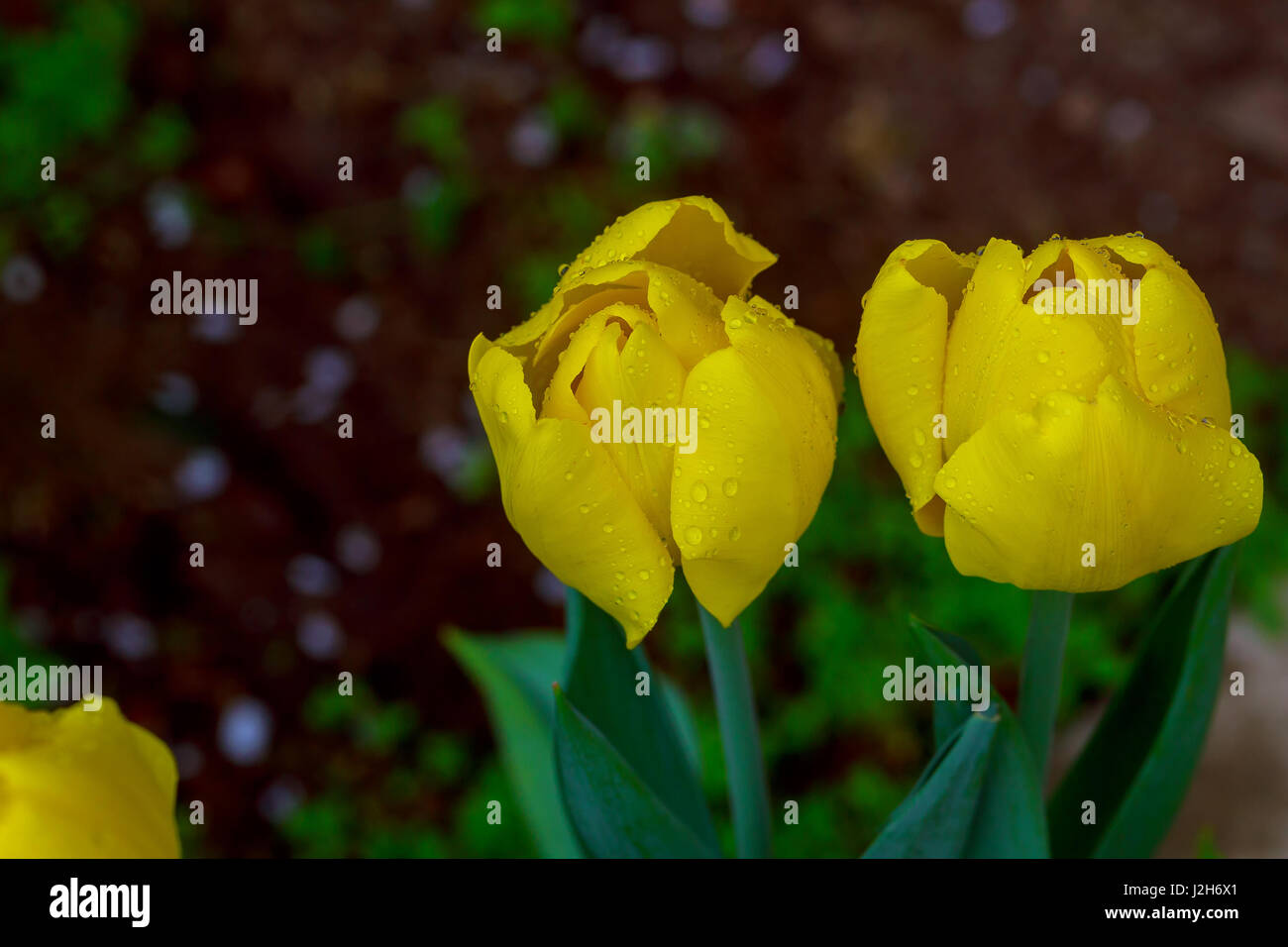 Colorful tulip flower, Tulip flower and green leaves background with ...