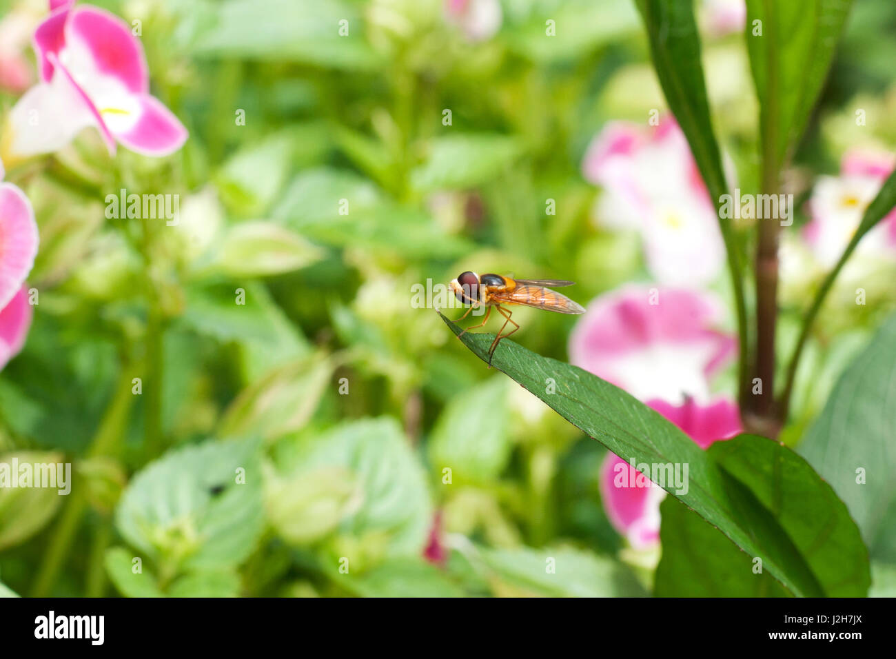 One small yellow black fly with red eyes insect sitting on green leave surrounded by pink white flowers. Stock Photo
