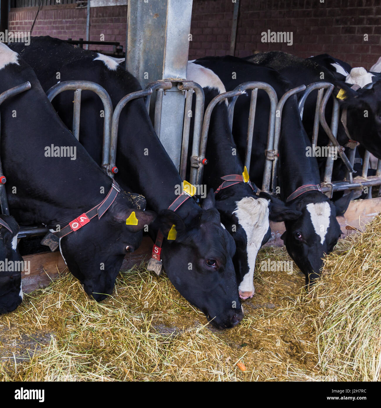 cows in a farm. Dairy cows in a farm Stock Photo - Alamy