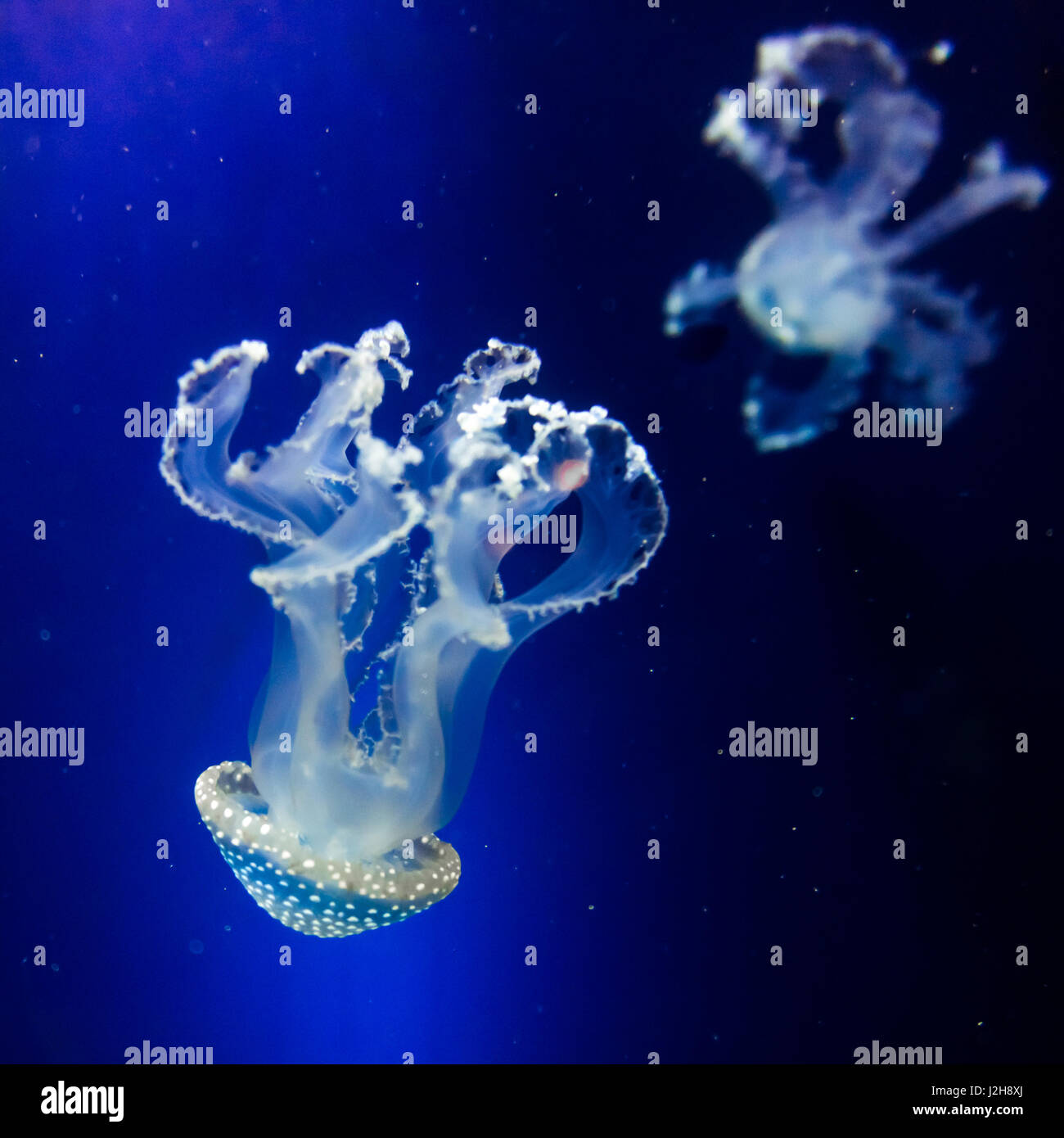jellyfish in blue water Stock Photo - Alamy