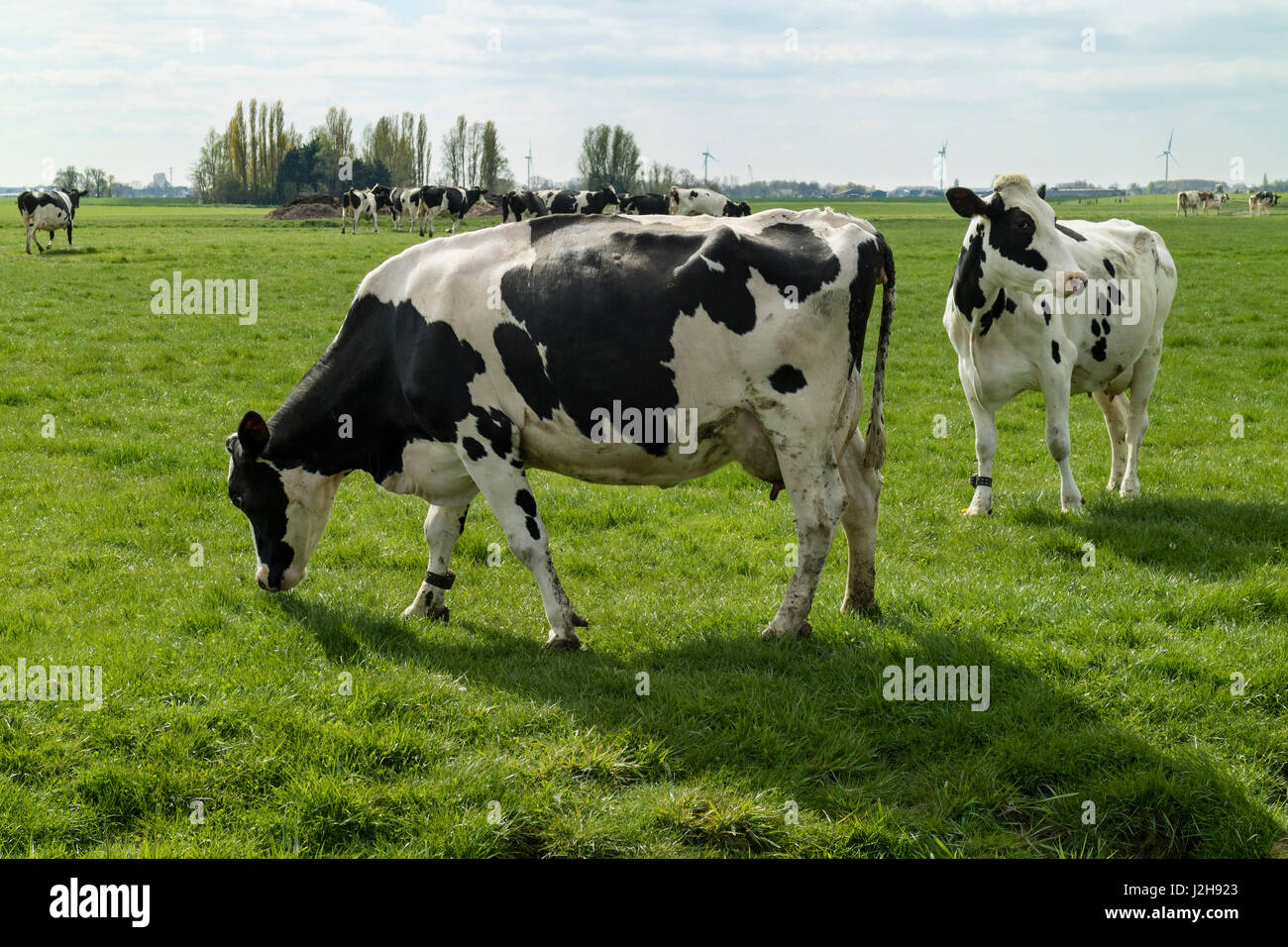 Black and white cows in the meadow in Holland Stock Photo