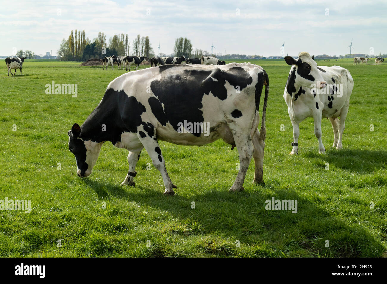 Black and white cows in the meadow in Holland Stock Photo - Alamy