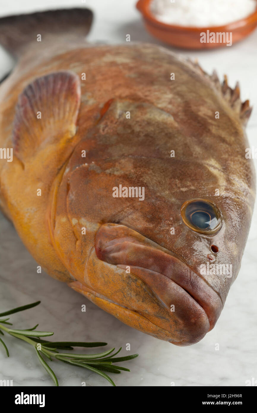 Single fresh raw dusky grouper close up Stock Photo