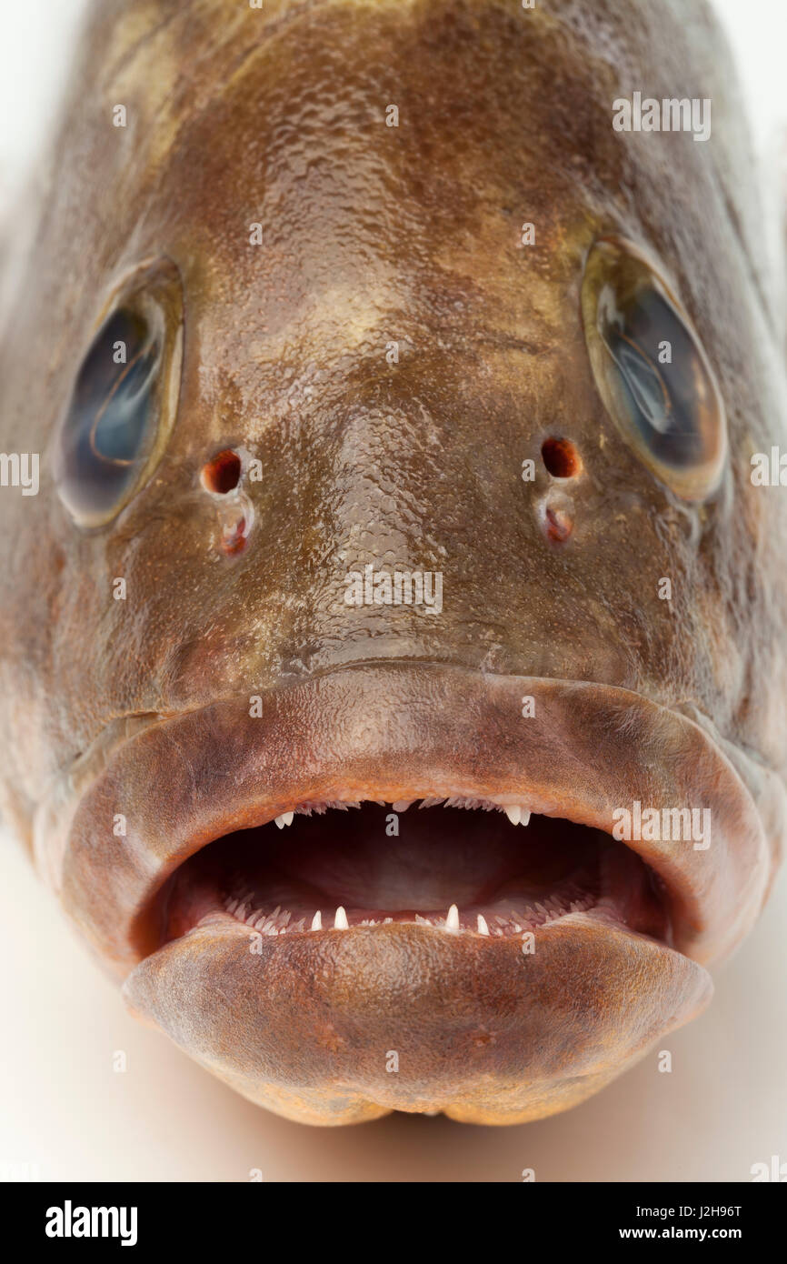 Head, mouth and teeth of a dusky grouper close up Stock Photo