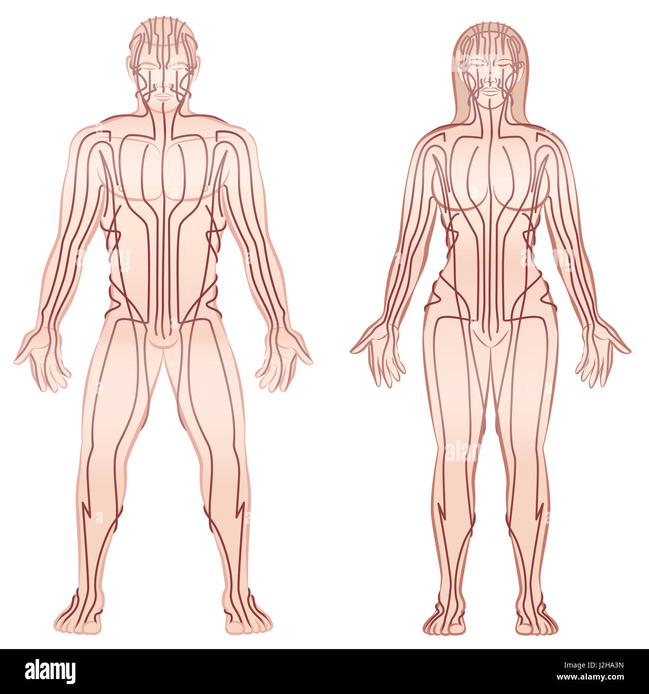Body acupuncture meridians of man and woman - alternative therapy tcm treatment infographic - isolated illustration on white background. Stock Photo