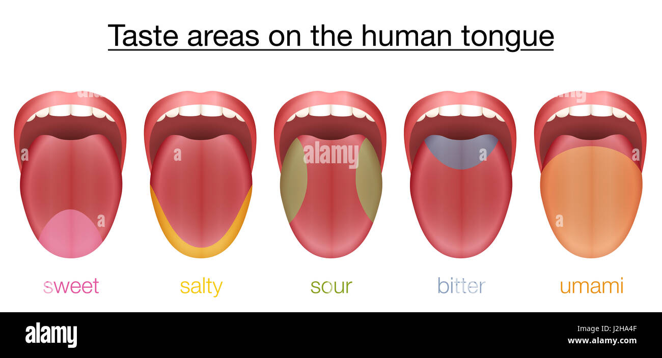 Taste areas of the human tongue - sweet, salty, sour, bitter and umami - with colored regions of the appropriate taste buds. Stock Photo