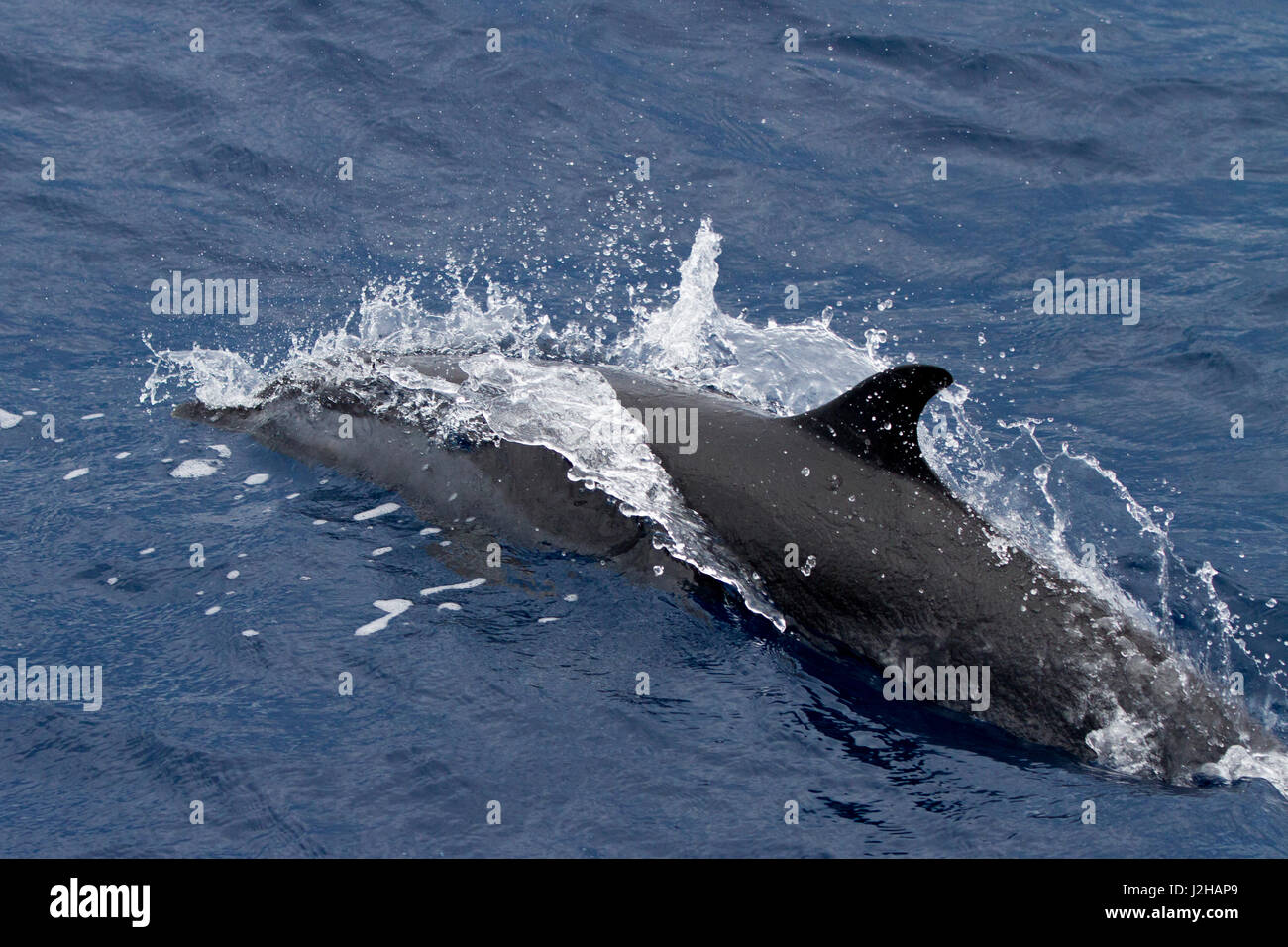 Wildlife of Sri Lanka Stock Photo - Alamy