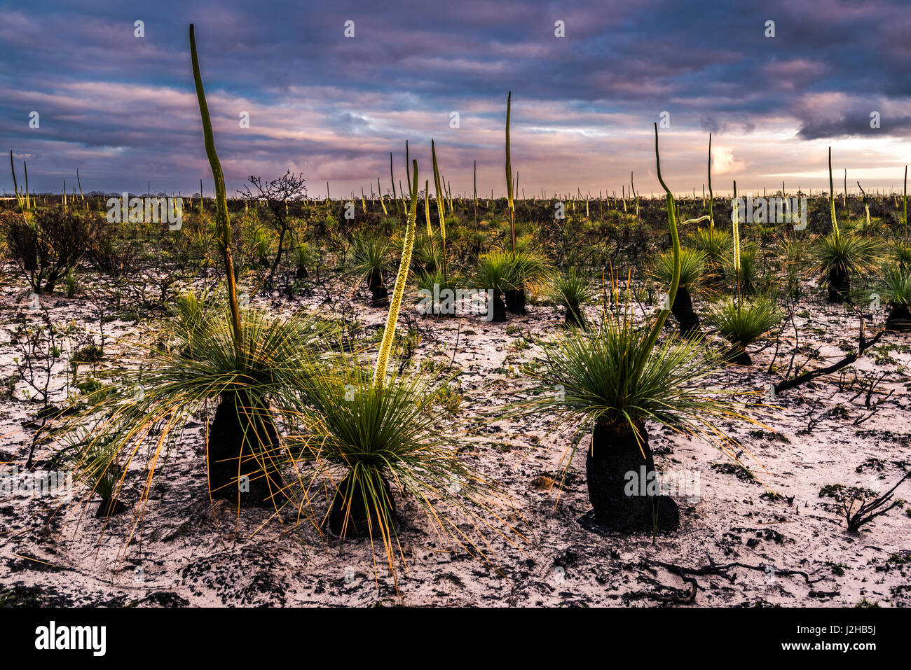 Grass trees (Xanthorrhoea or WA Black Boys) in Cape Arid National Park, Western Australia Stock Photo