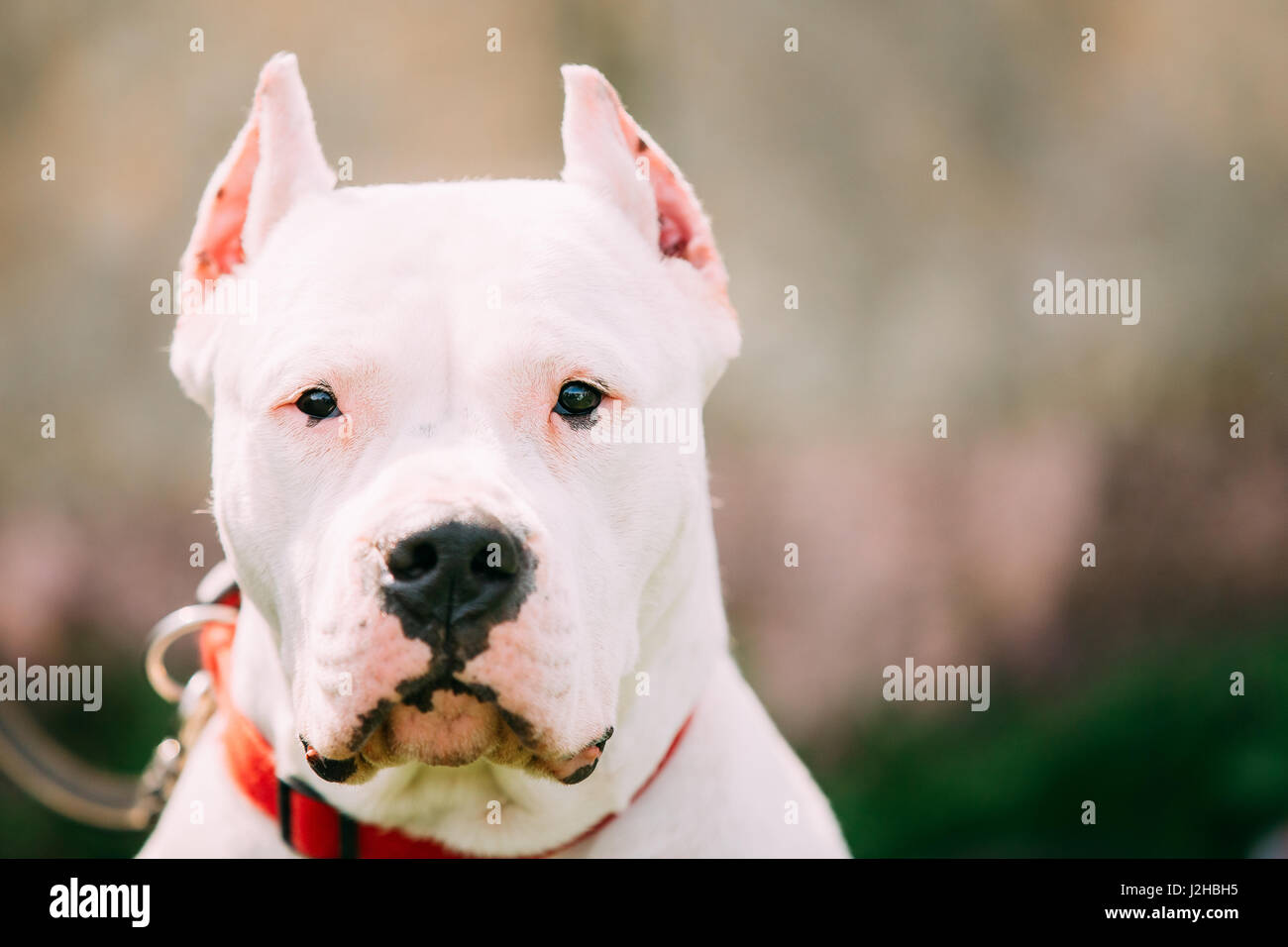White Dog Of Dogo Argentino Also Known As The Argentine Mastiff Is A Large, White, Muscular Dog That Was Developed In Argentina Primarily For Purpose  Stock Photo