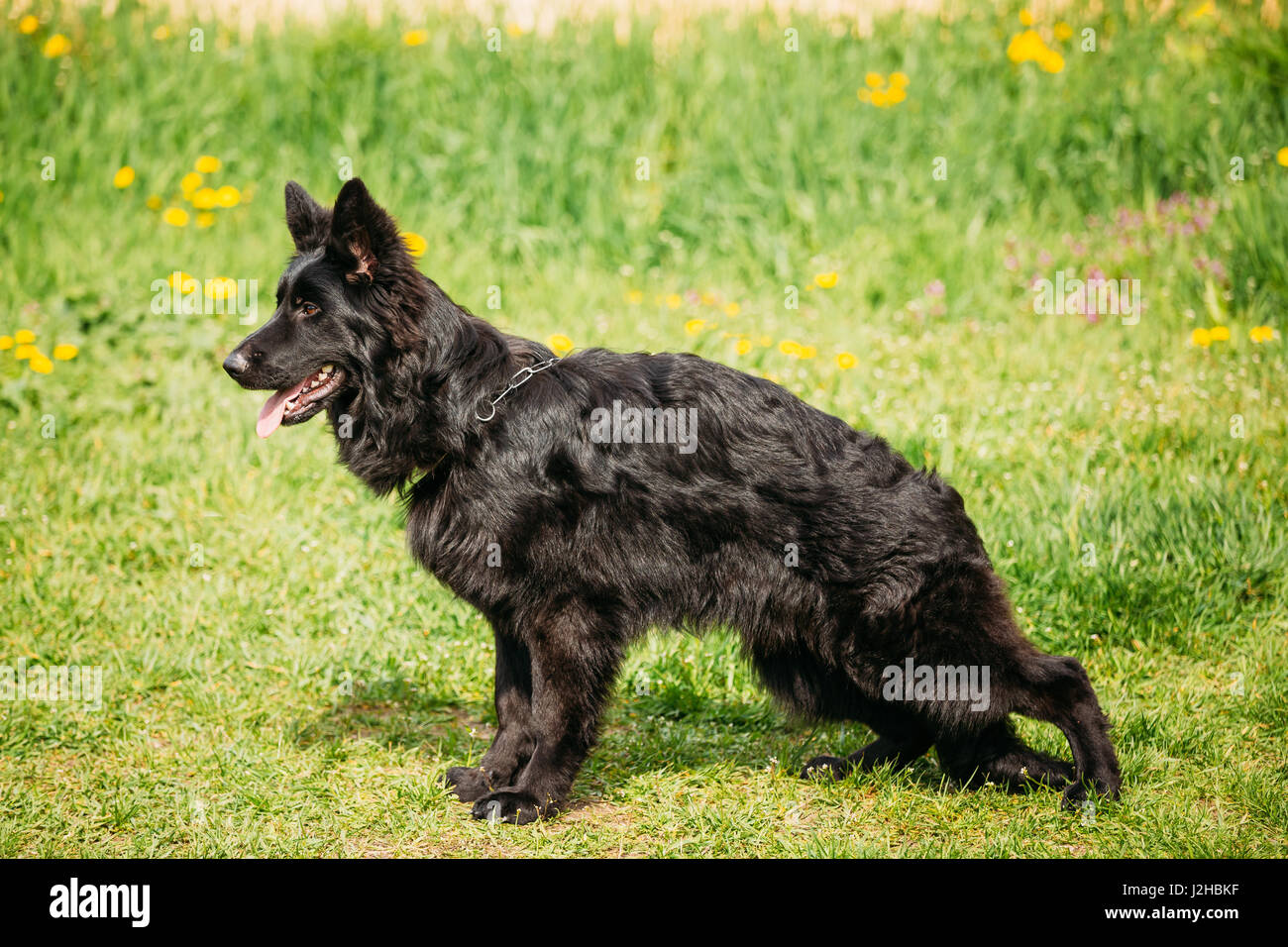 Beautiful Young Black German Shepherd Dog Sit In Green Grass. Alsatian