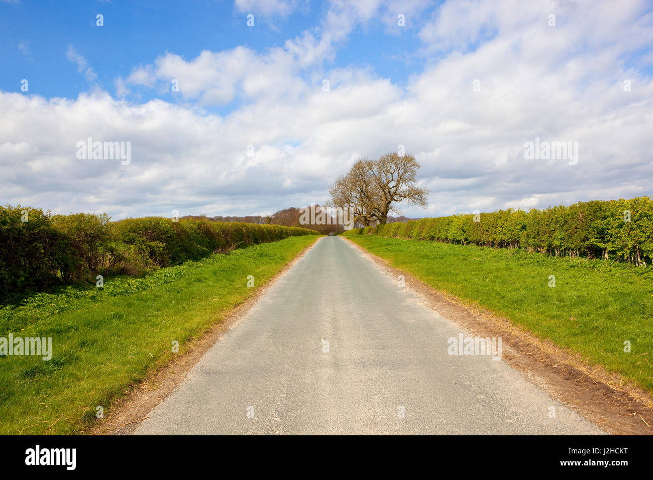 a narrow country road with hawthorn hedgerows and woodland in the yorkshire wolds under a blue cloudy sky in springtime Stock Photo
