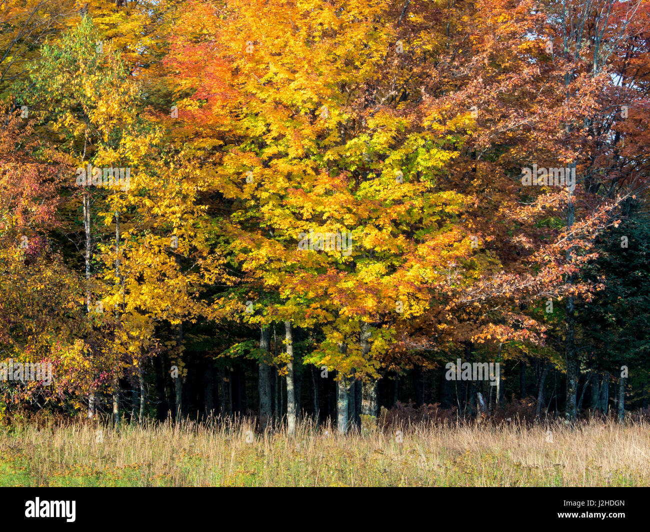 USA, Michigan, Upper Peninsula. Fall colors in Hiawatha National Forest ...