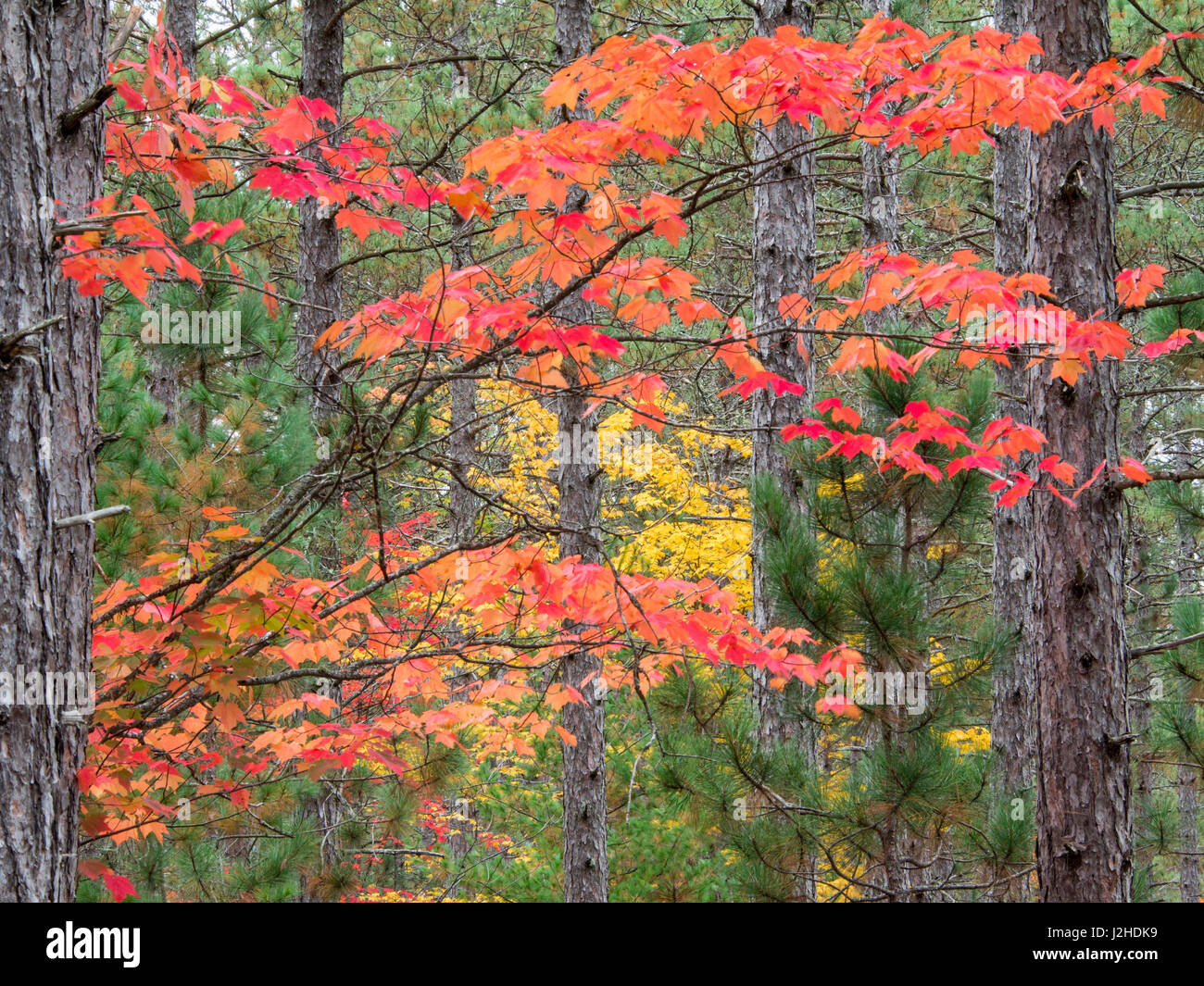 USA, Michigan, Upper Peninsula. Fall foliage and pine trees in the ...