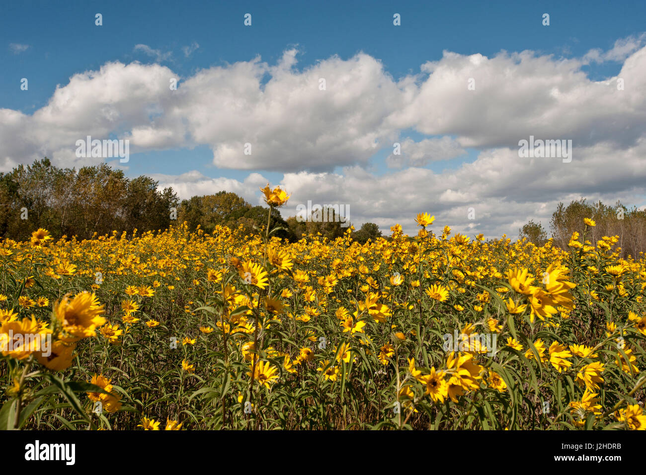 Minnesota, West Saint Paul, Field of Yellow Daisy Wildflower, and puffy clouds Stock Photo