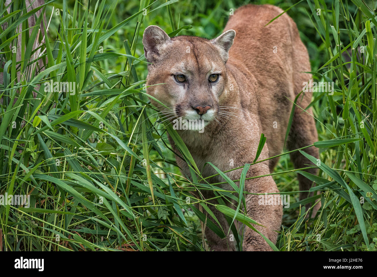 USA, Minnesota, Sandstone, Minnesota Wildlife Connection. Cougar in