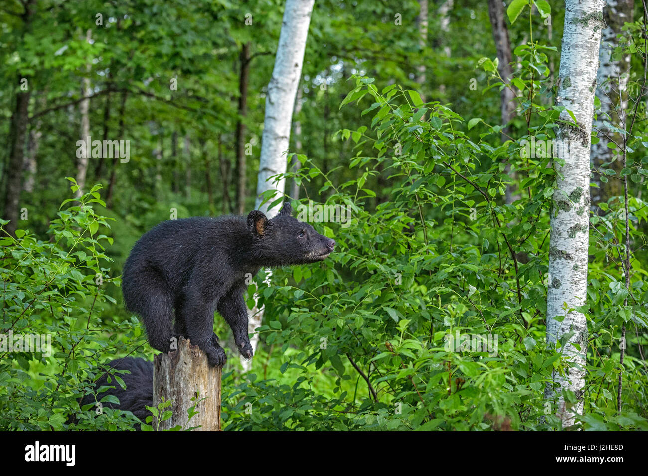 USA, Minnesota, Sandstone, Minnesota Wildlife Connection. Black bear