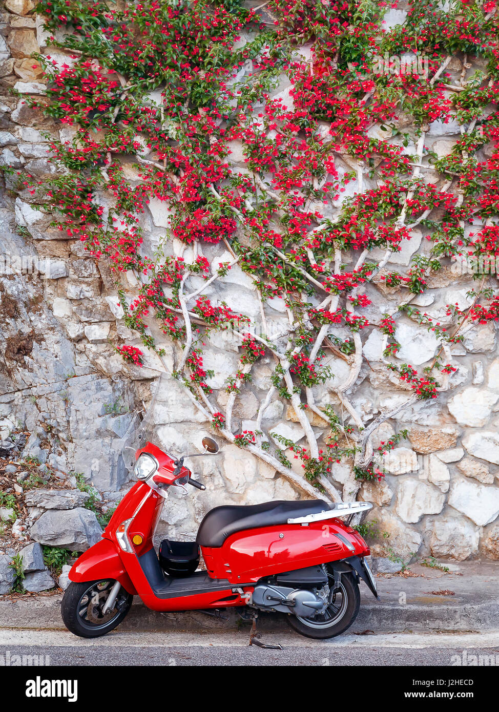 Red scooter parked on the roadside, and background of flowering plant of the same color. Stock Photo