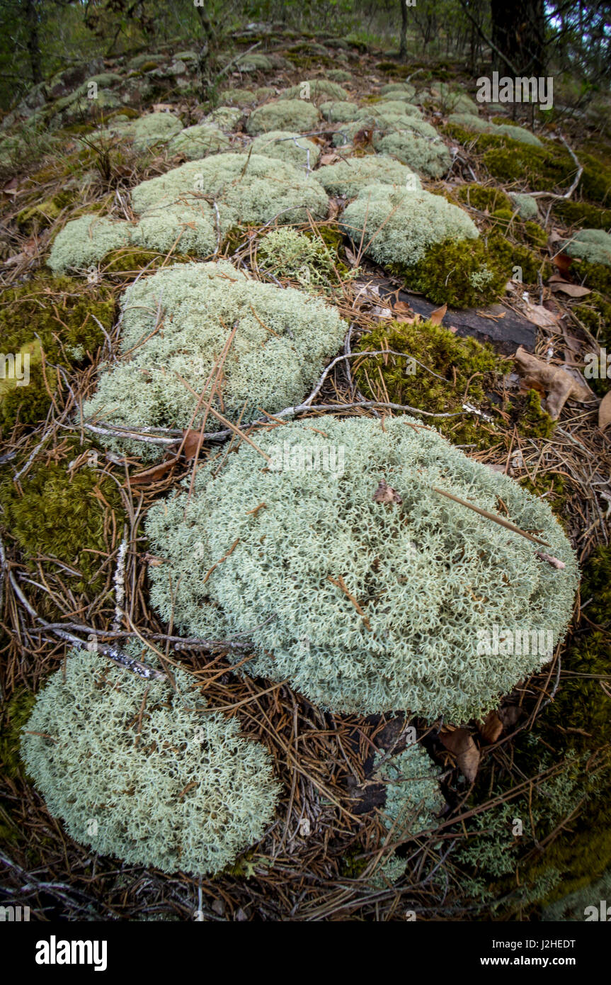Powder puff lichen hires stock photography and images Alamy