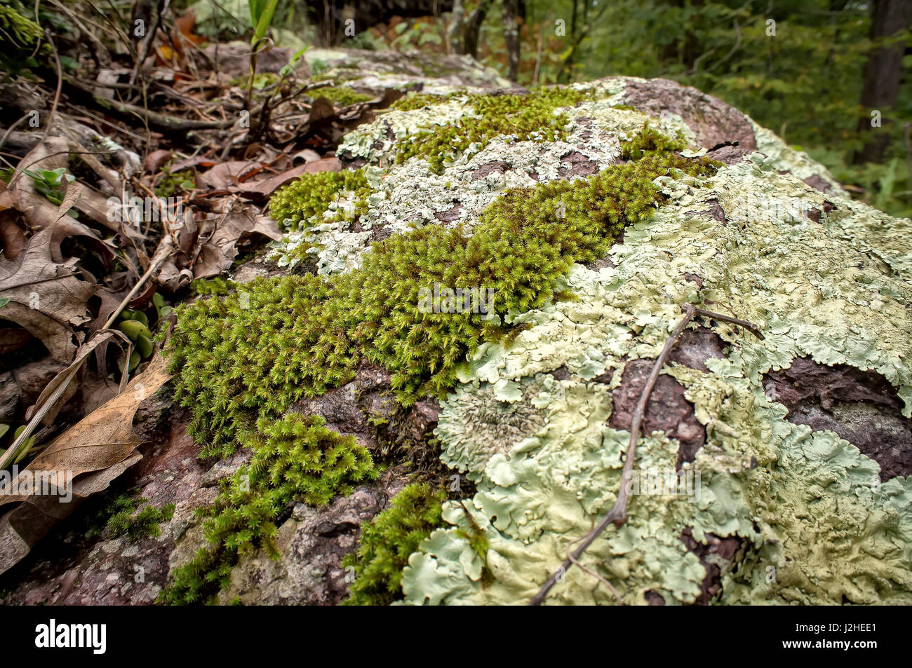 Moss and lichen, Johnson's Shut-Ins State Park, Ozark Mountains, Missouri Stock Photo