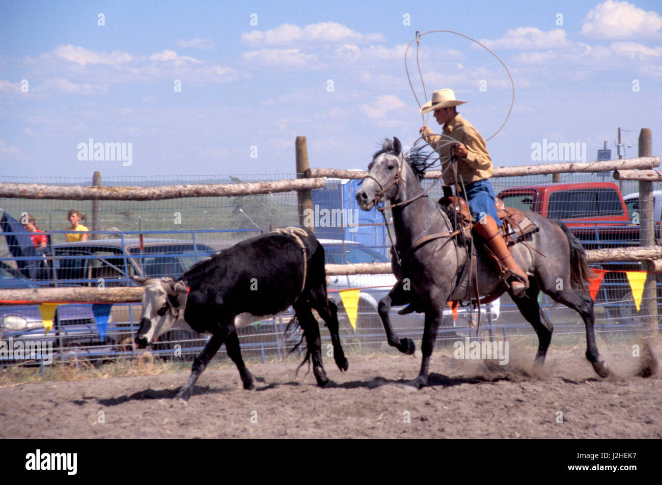 Blackfeet Indian Cowboy roping a calf during round up in Browning