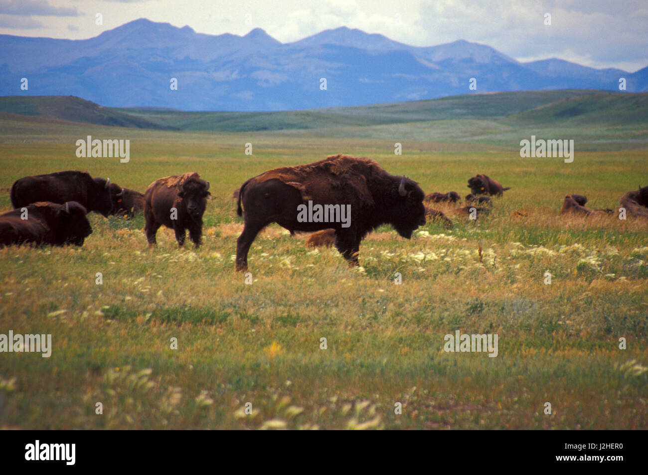 Blackfeet Country: Where The Buffalo Still Roam
