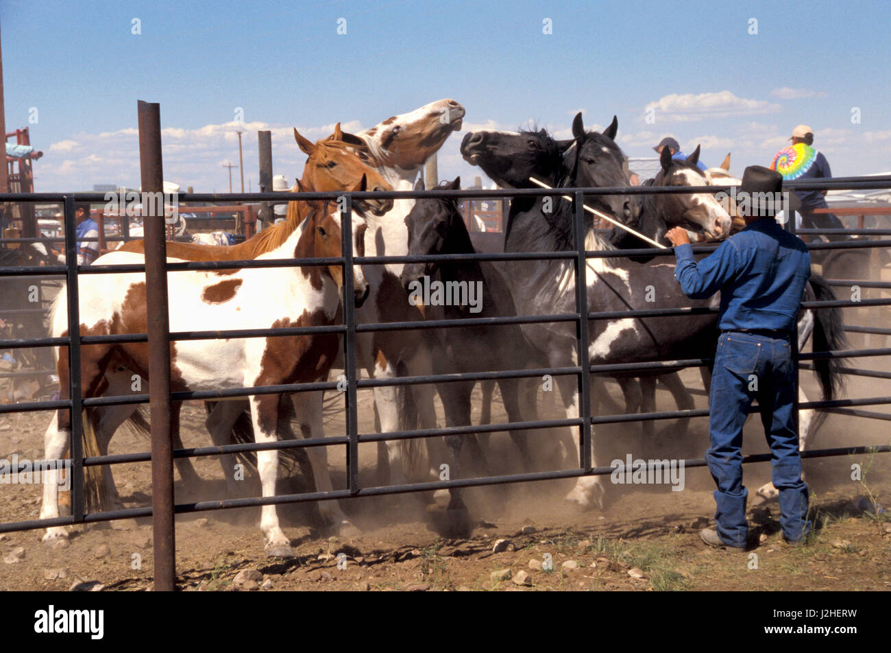 Blackfeet cowboys wrangle horses in stock panel corrals in Browning Montana on the Blackfeet Nation Indian Reservation Stock Photo