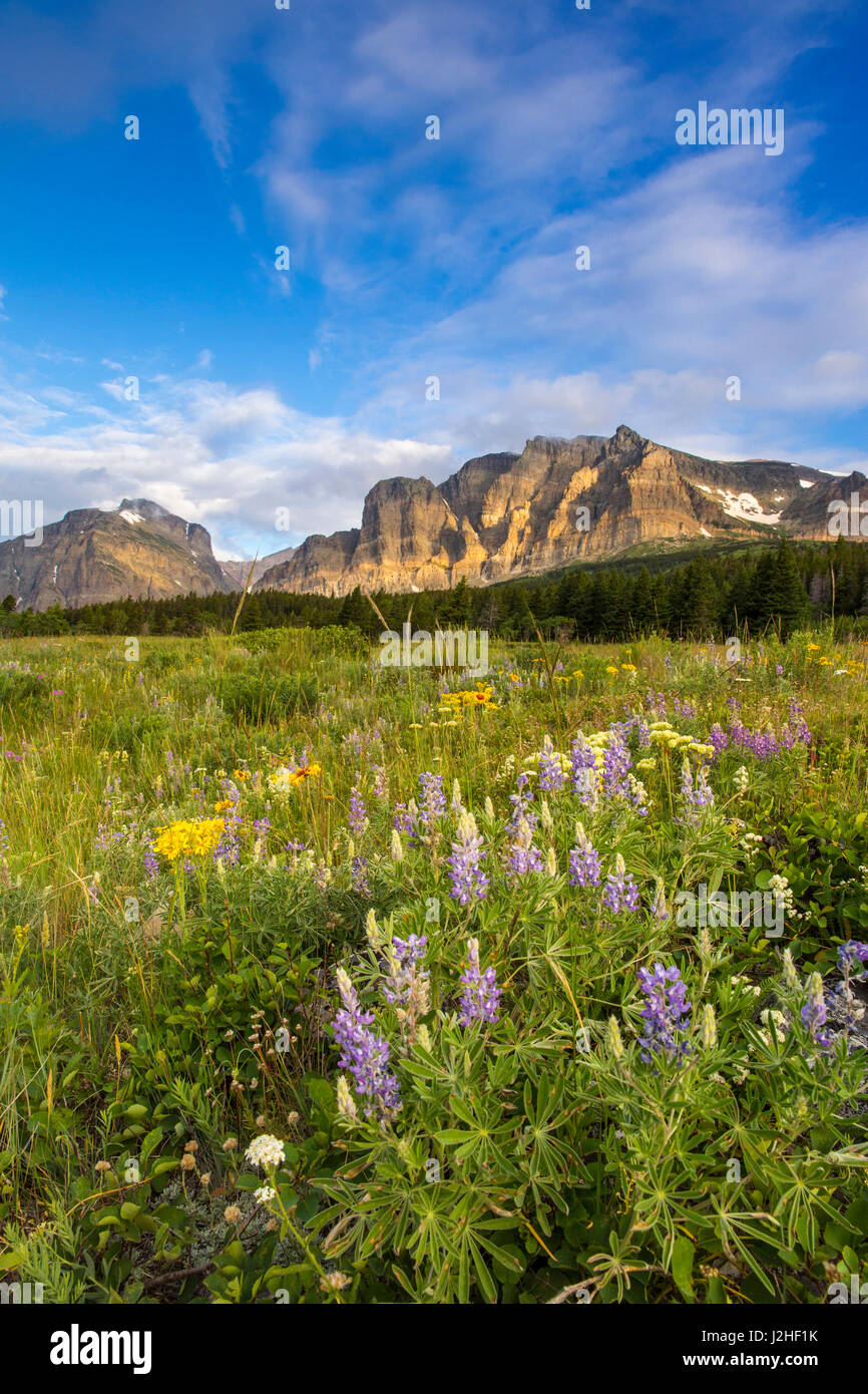 Wildflowers in the Many Glacier Valley of Glacier National Park ...