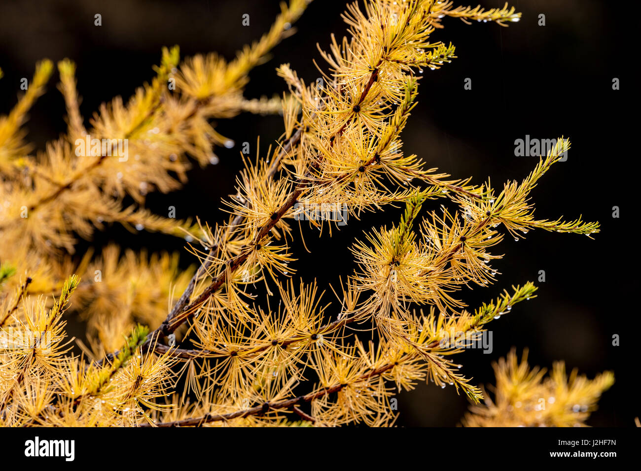 Tamarack aka larch needles in autumn in Glacier National Park, Montana, USA Stock Photo
